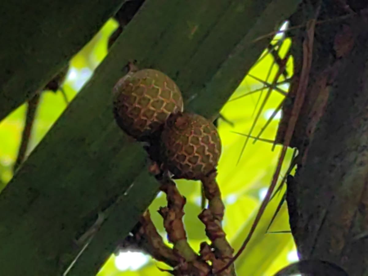 Botanical specimen of Daemonorops Fissa.
