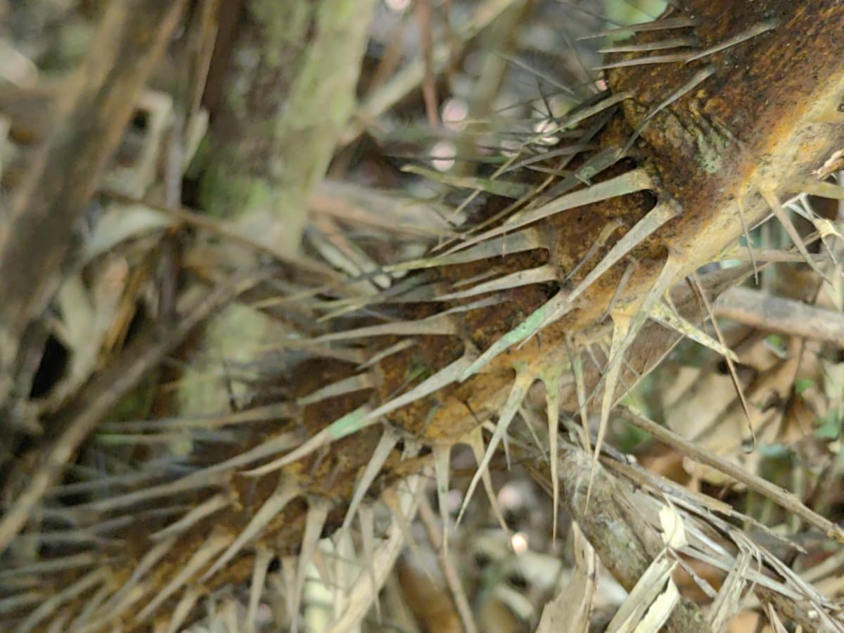 Botanical specimen of Daemonorops Fissa.