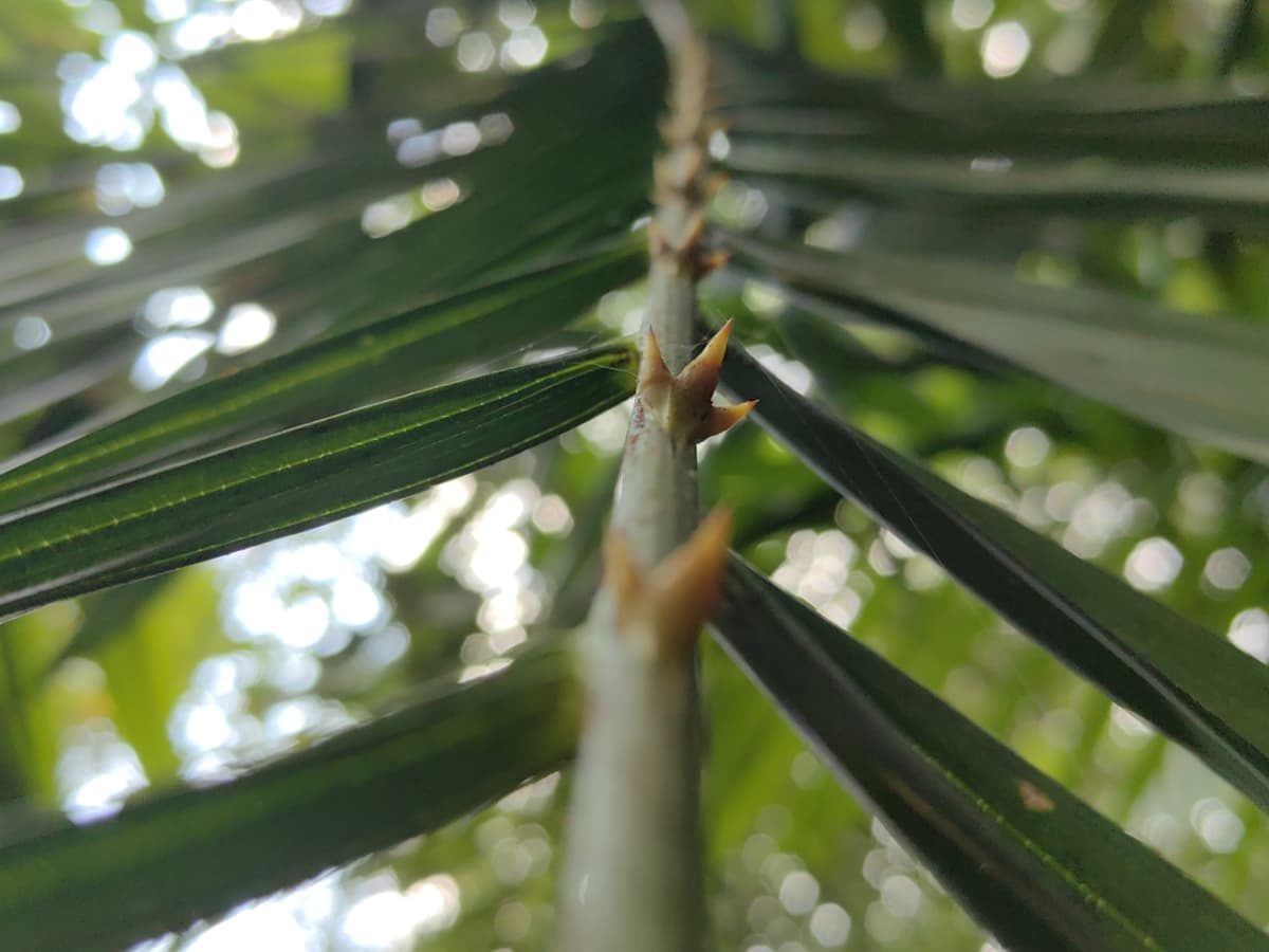 Botanical specimen of Daemonorops Fissa.
