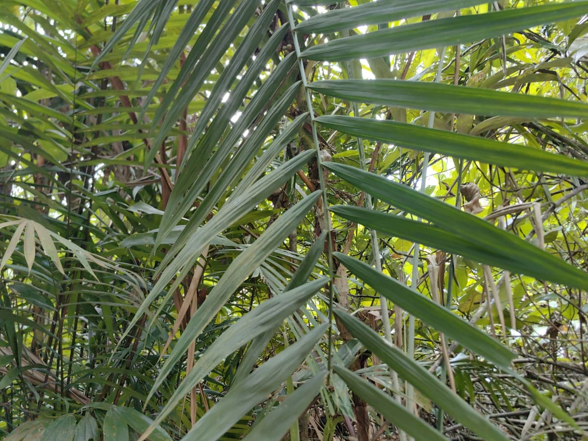 Botanical specimen of Daemonorops Fissa.