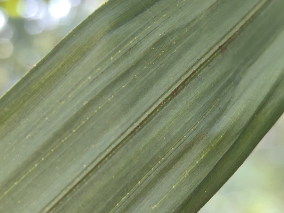 Botanical specimen of Daemonorops Fissa.