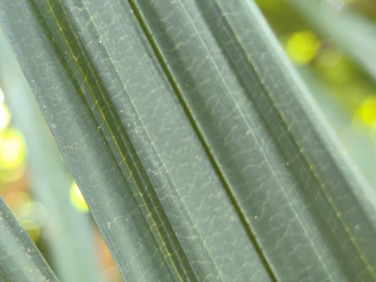 Botanical specimen of Daemonorops Fissa.