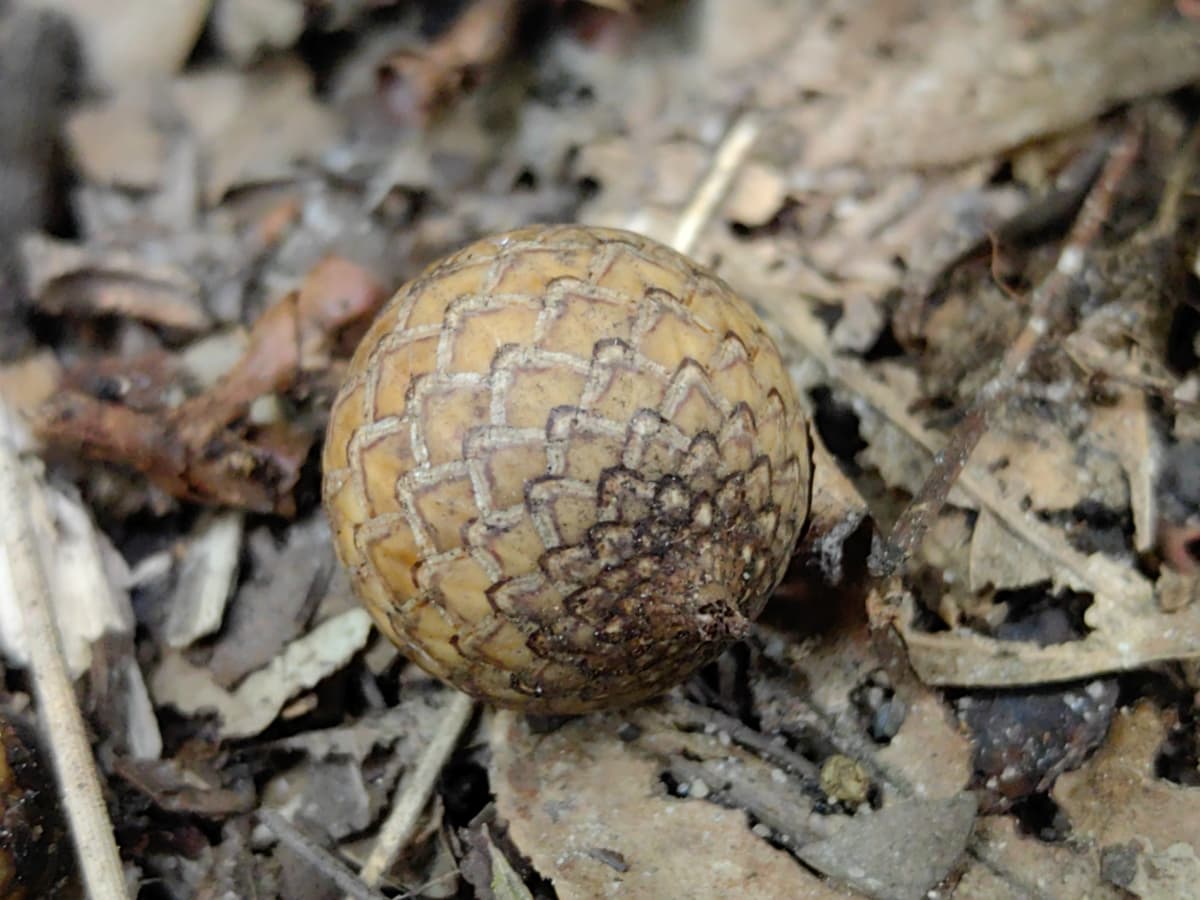 Botanical specimen of Daemonorops Fissa.