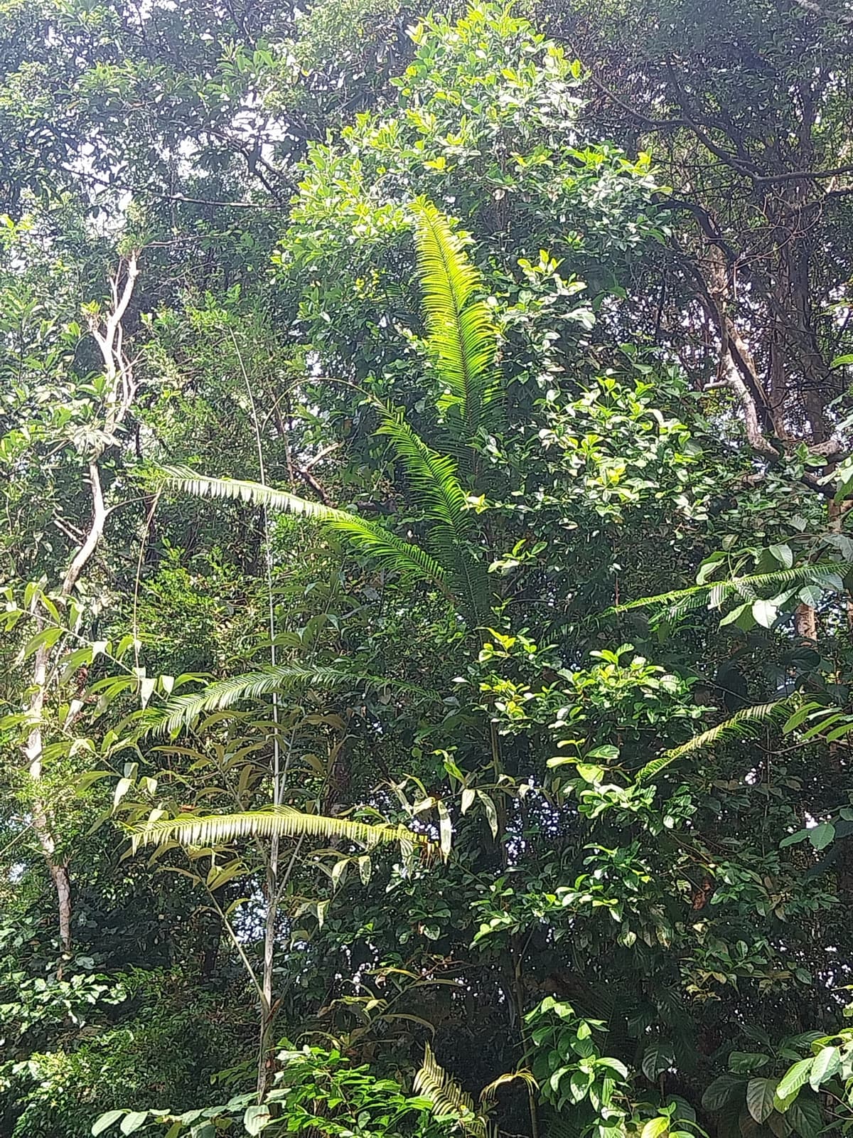 Botanical specimen of Daemonorops Fissa.
