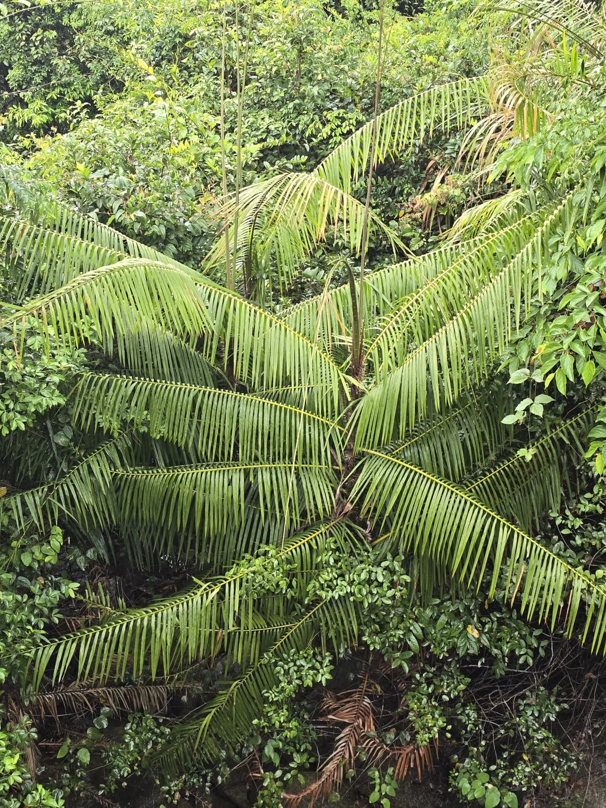Botanical specimen of Daemonorops Fissa.