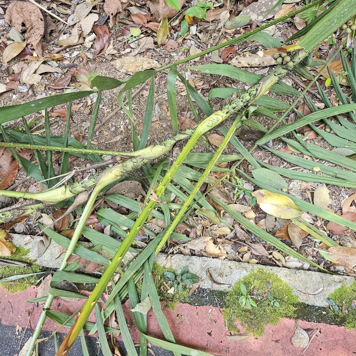 Botanical specimen of Daemonorops Fissa.