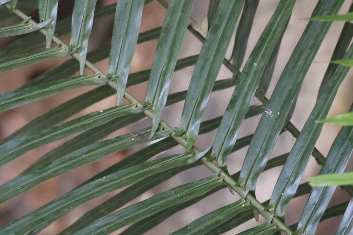 Botanical specimen of Daemonorops Fissa.