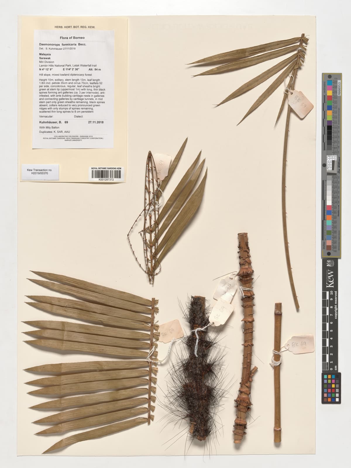 Botanical specimen of Daemonorops Formicaria.
