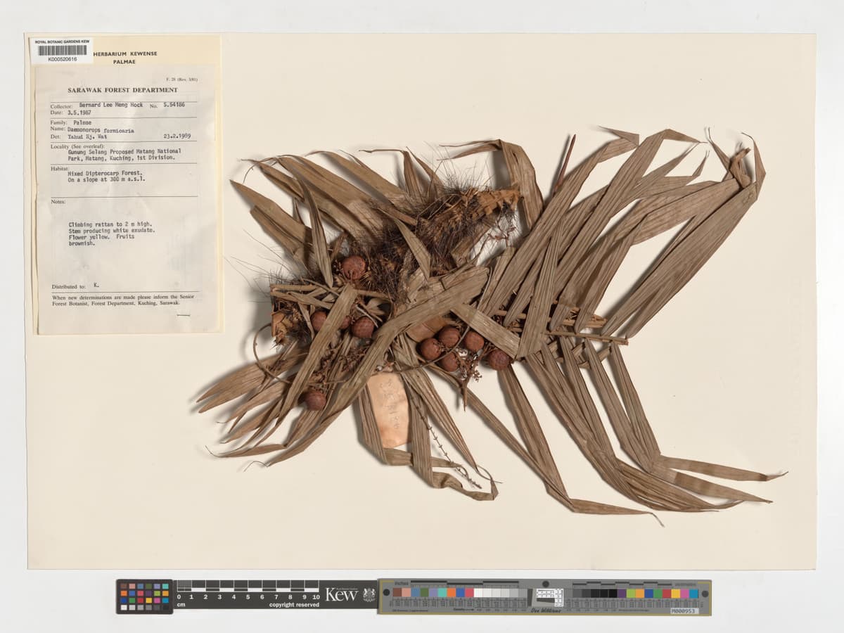 Botanical specimen of Daemonorops Formicaria.