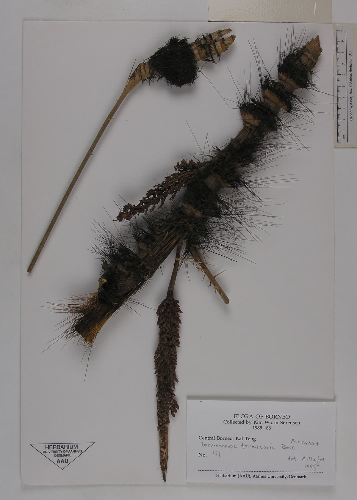 Botanical specimen of Daemonorops Formicaria.