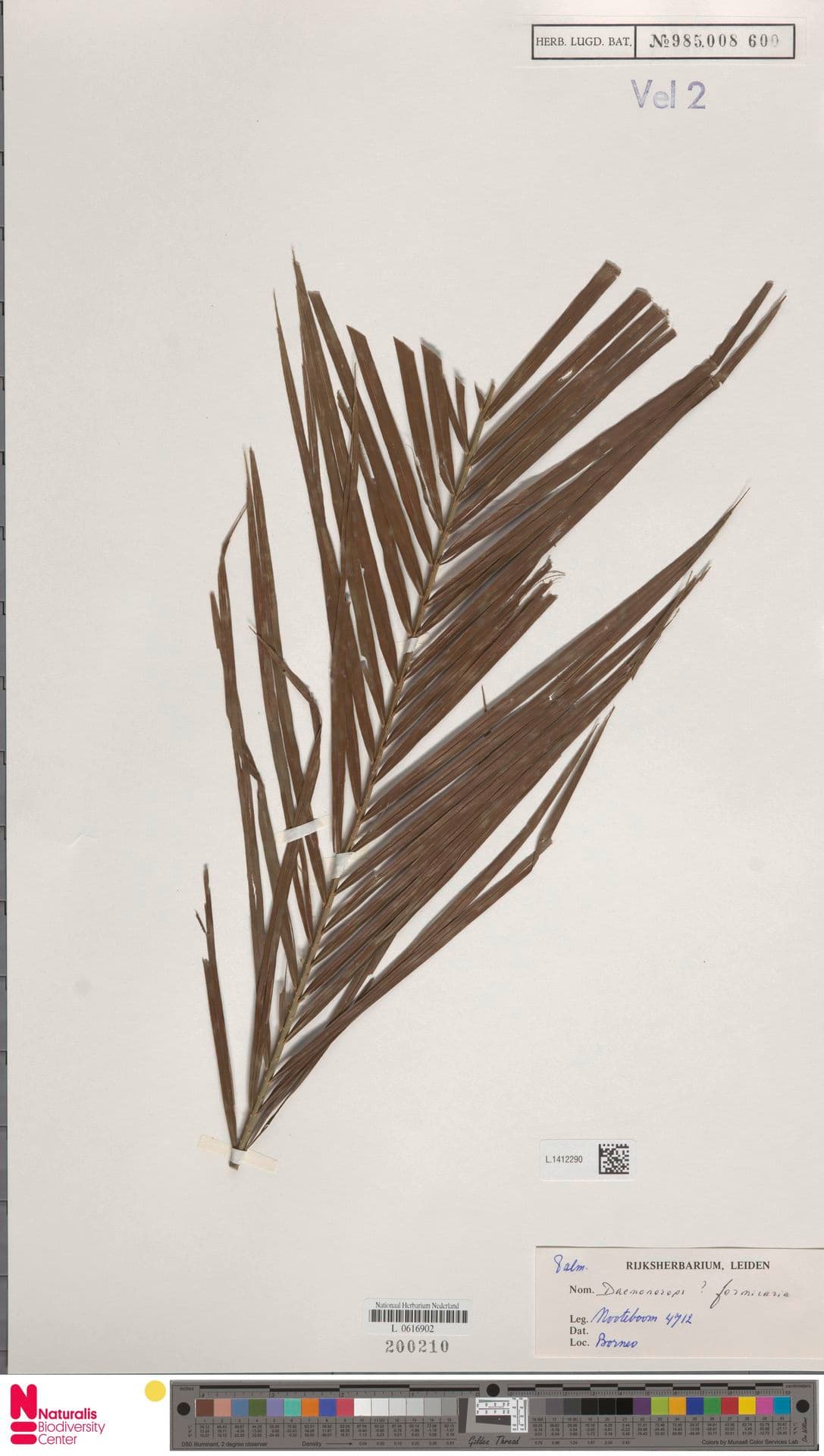 Botanical specimen of Daemonorops Formicaria.