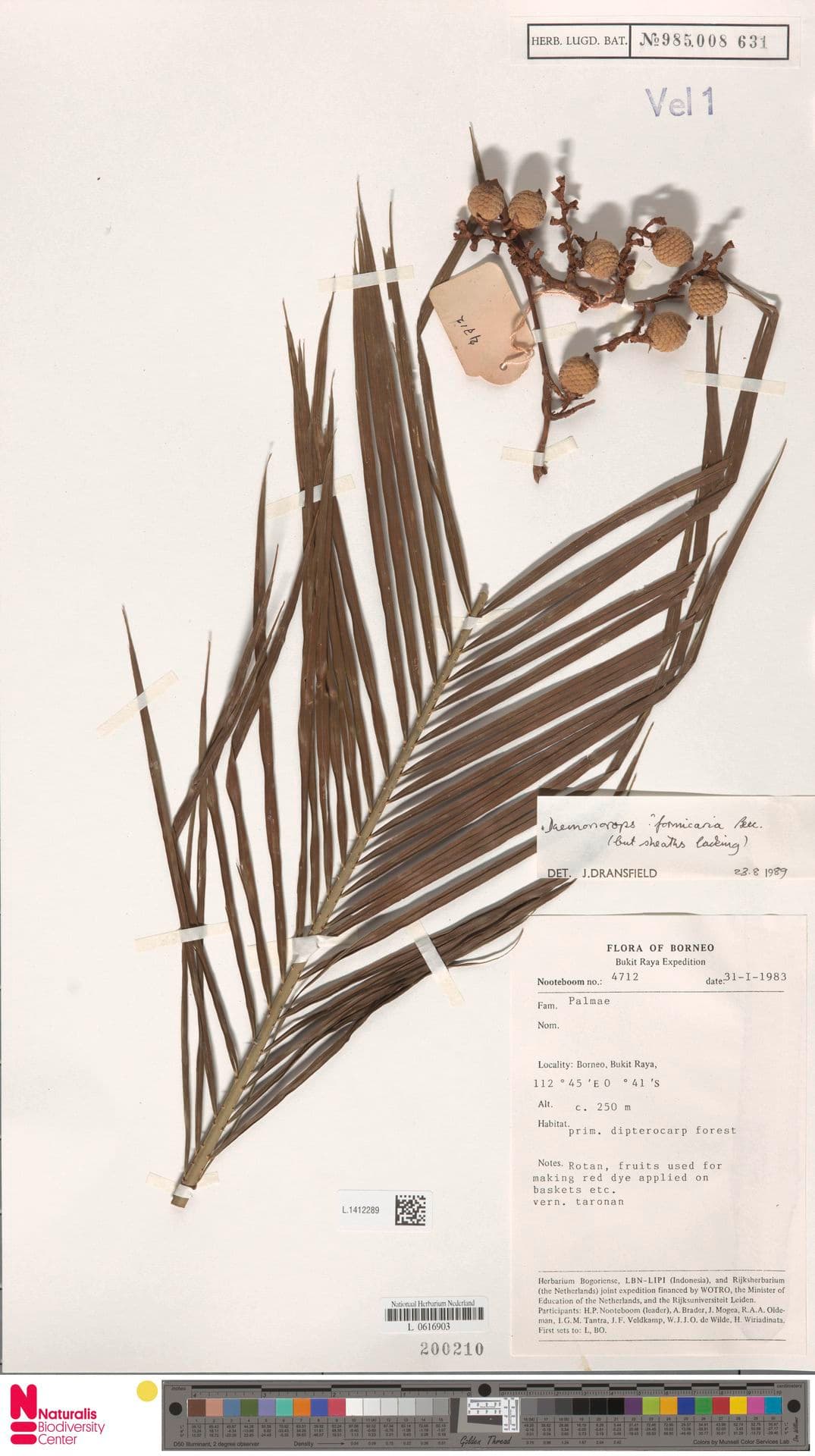 Botanical specimen of Daemonorops Formicaria.