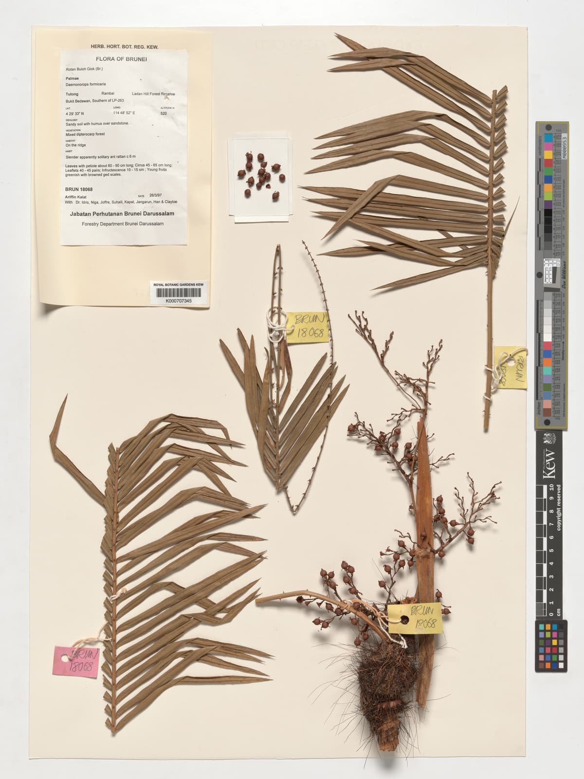 Botanical specimen of Daemonorops Formicaria.