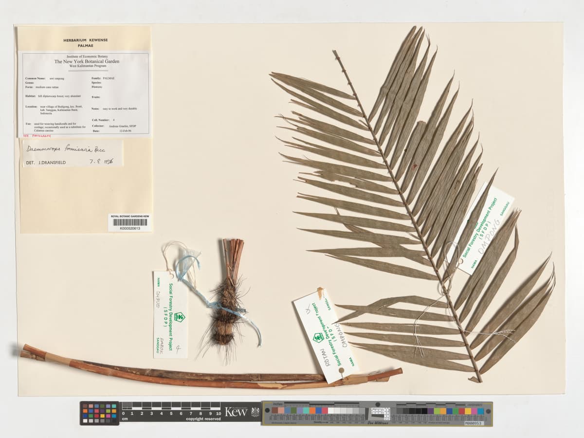 Botanical specimen of Daemonorops Formicaria.