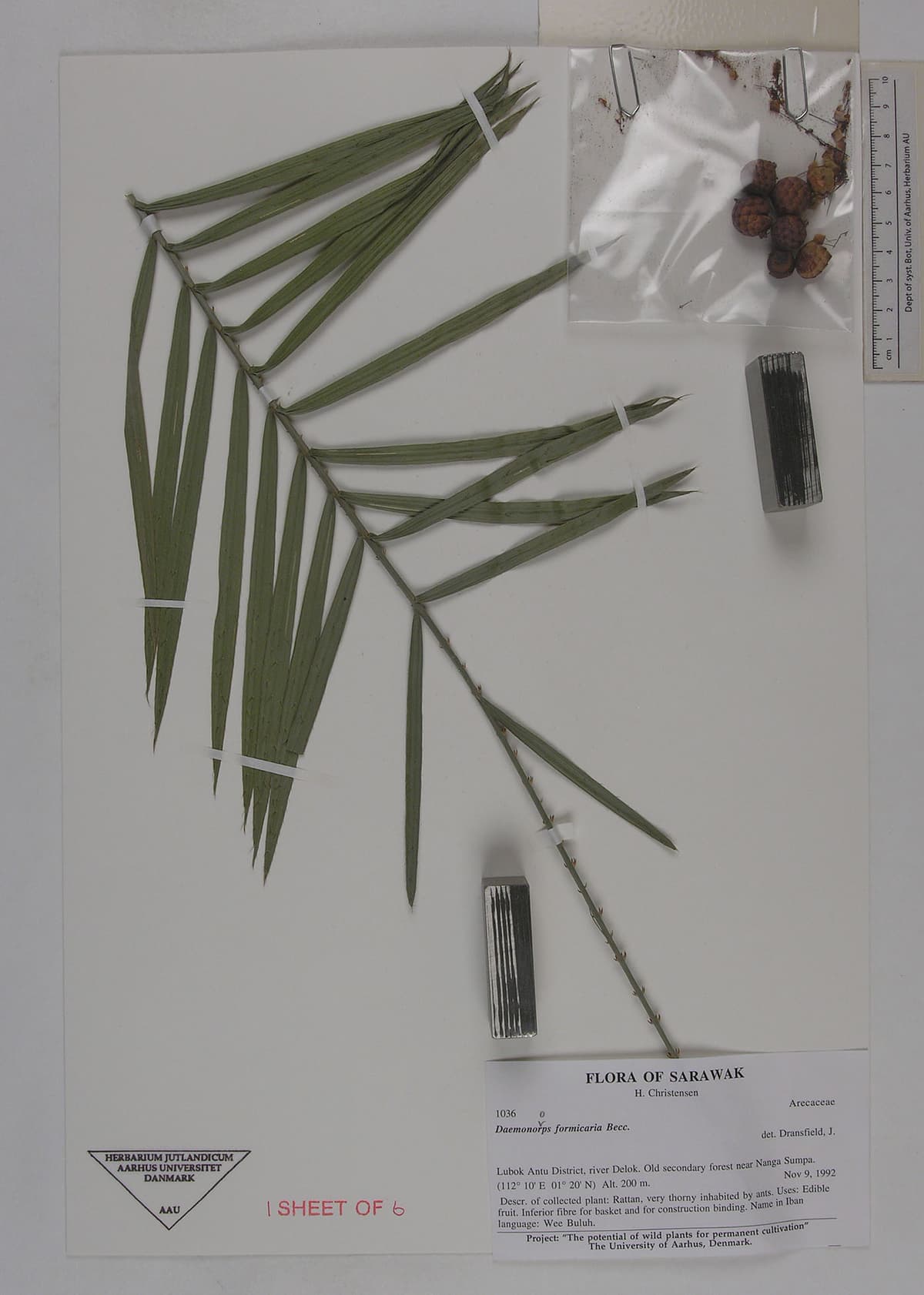 Botanical specimen of Daemonorops Formicaria.