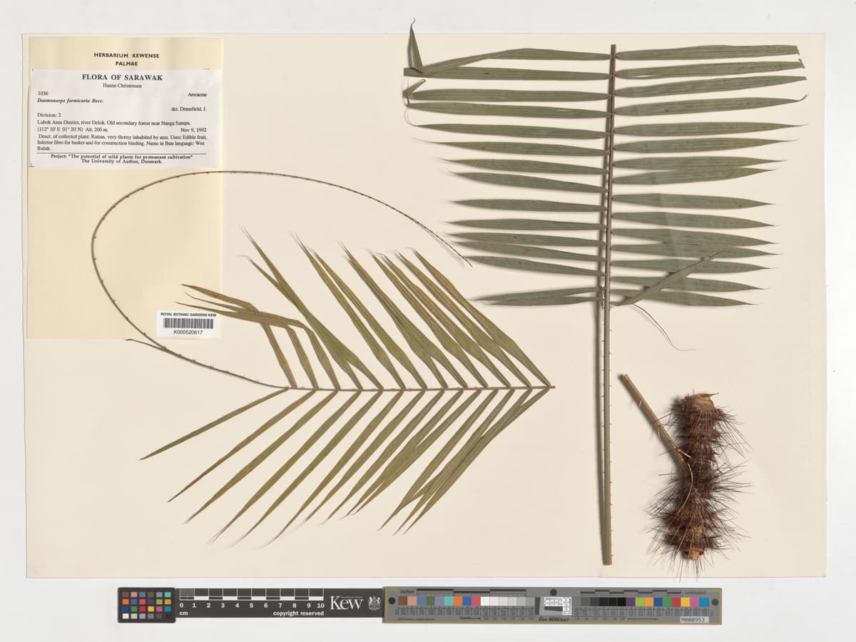 Botanical specimen of Daemonorops Formicaria.