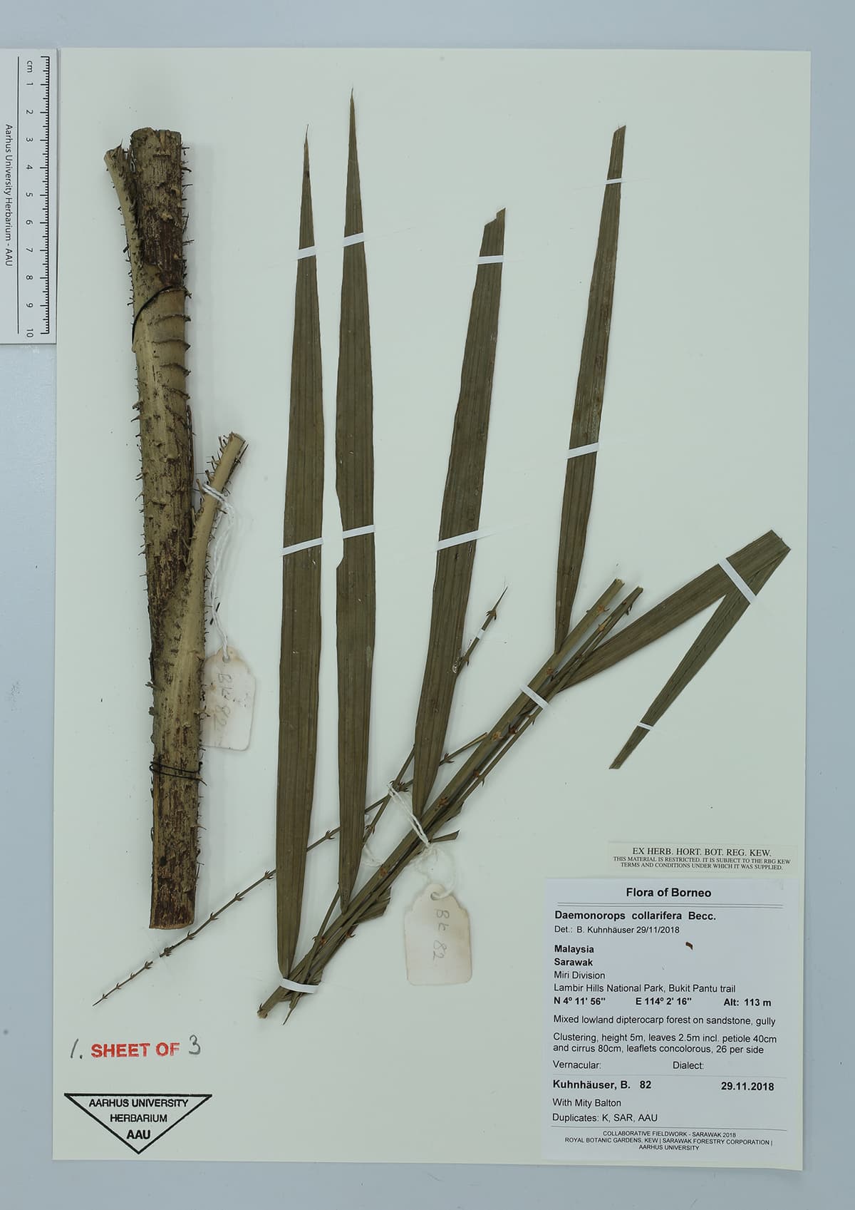 Botanical specimen of Daemonorops Geniculata.