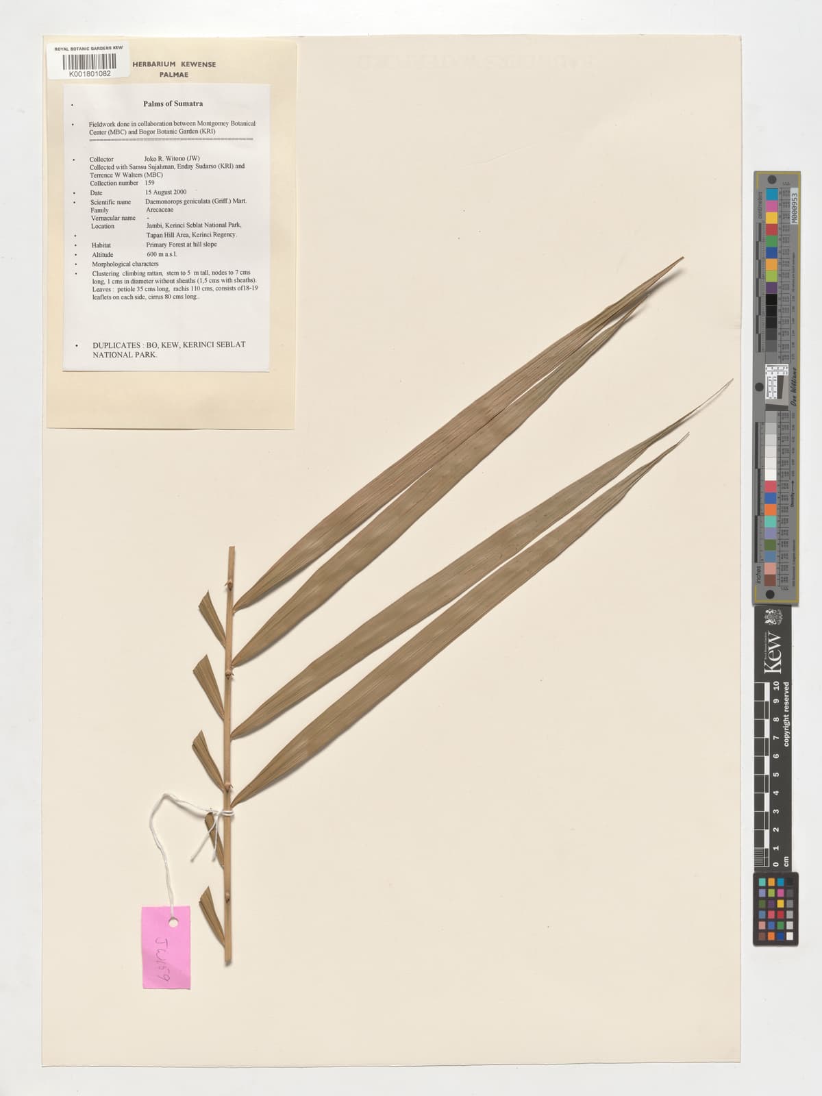 Botanical specimen of Daemonorops Geniculata.