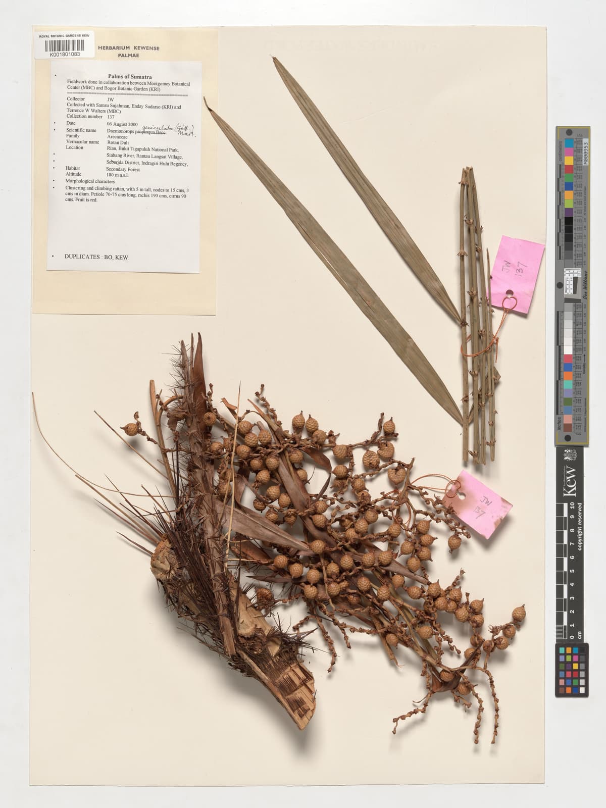 Botanical specimen of Daemonorops Geniculata.