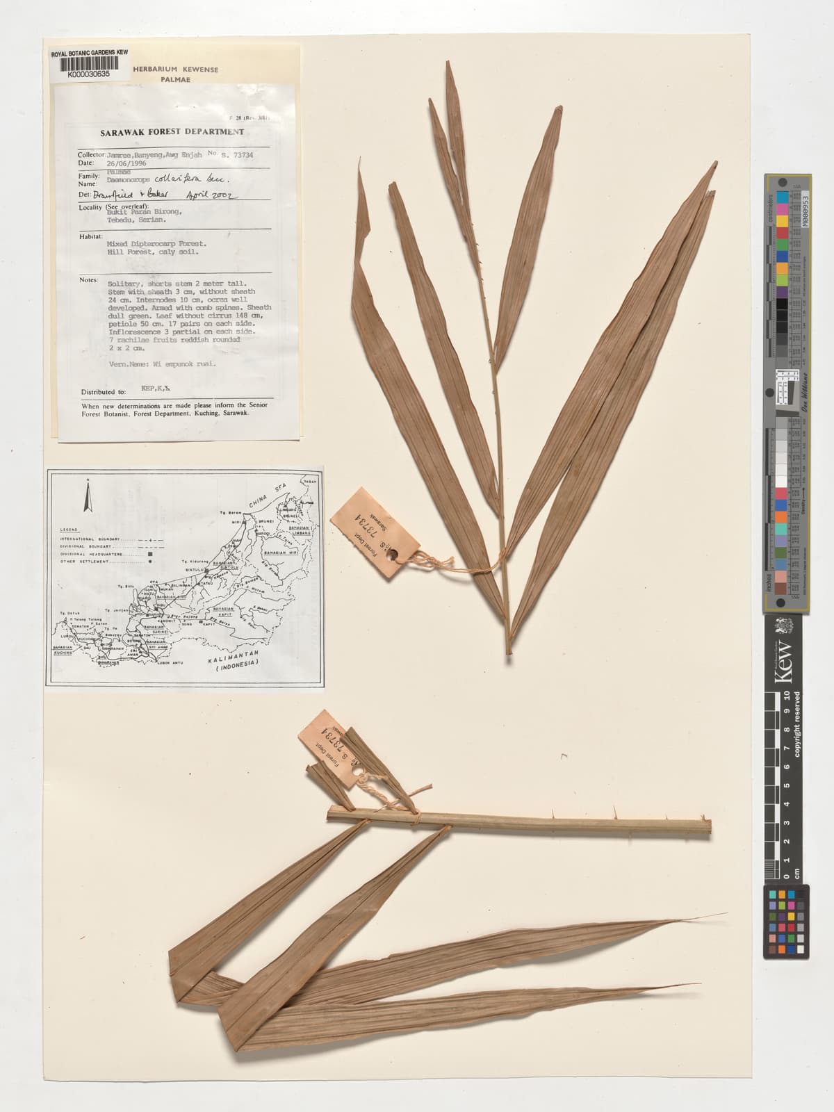 Botanical specimen of Daemonorops Geniculata.