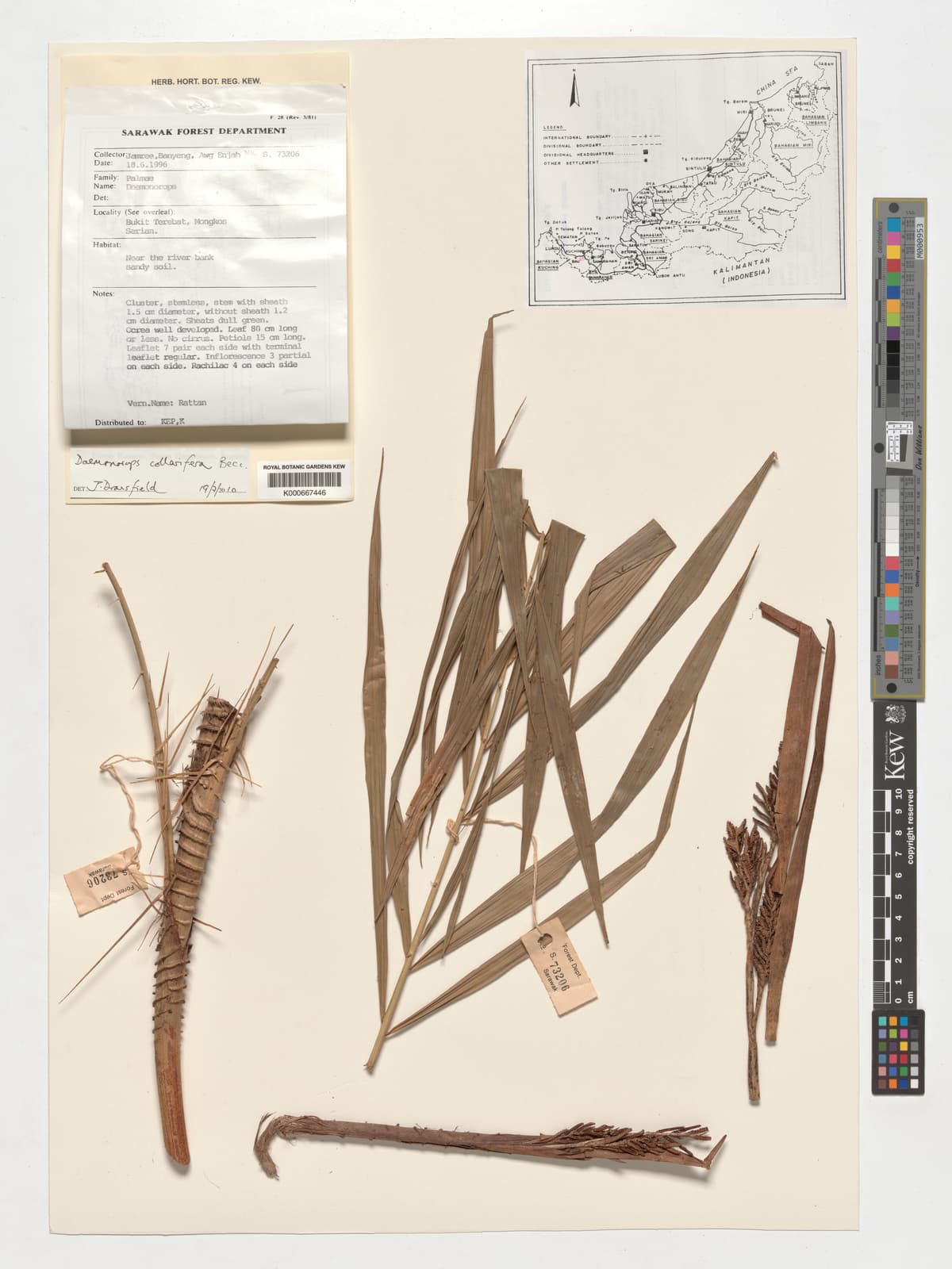 Botanical specimen of Daemonorops Geniculata.