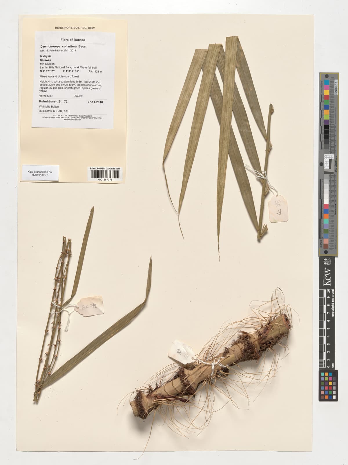 Botanical specimen of Daemonorops Geniculata.