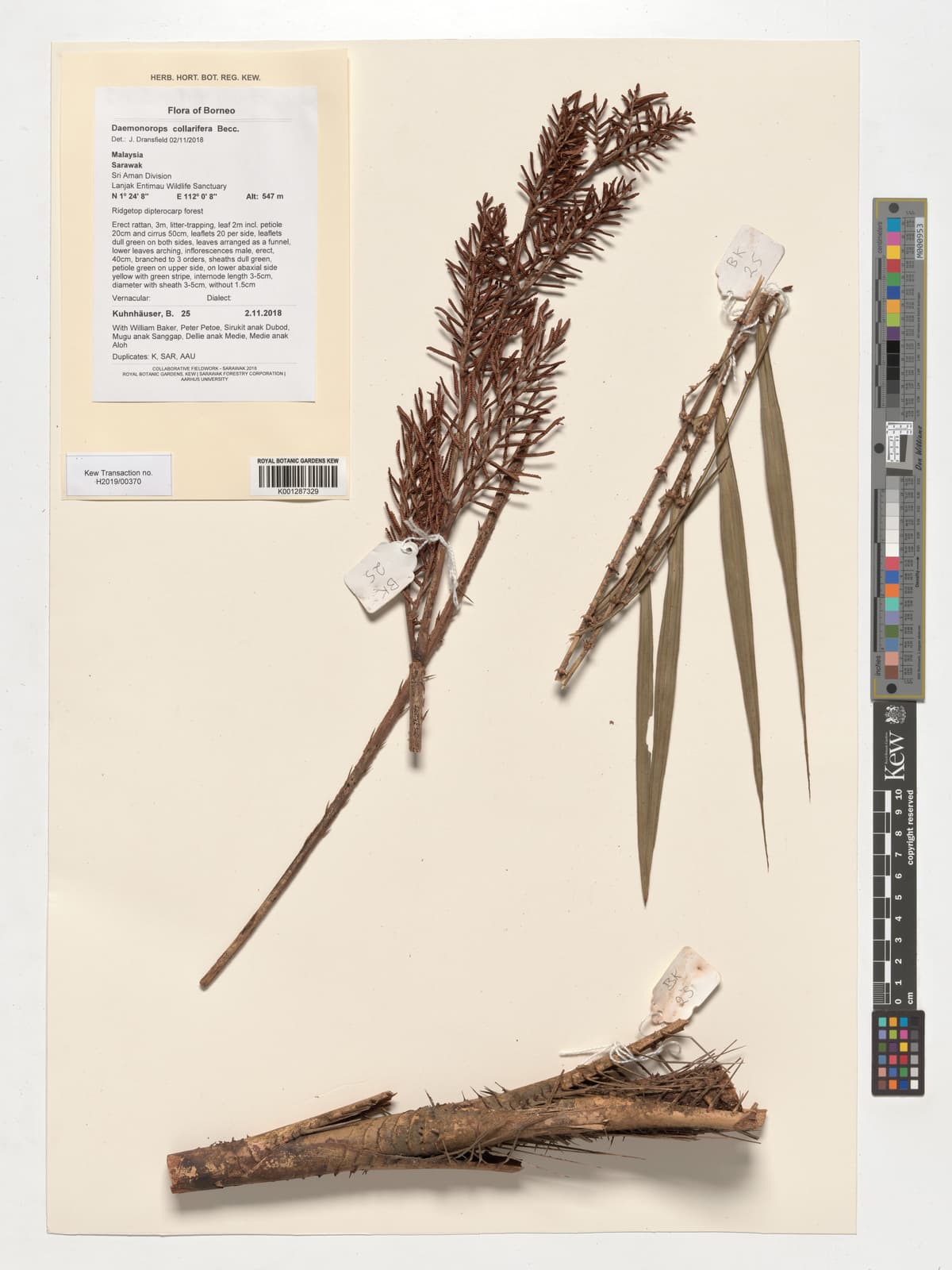 Botanical specimen of Daemonorops Geniculata.