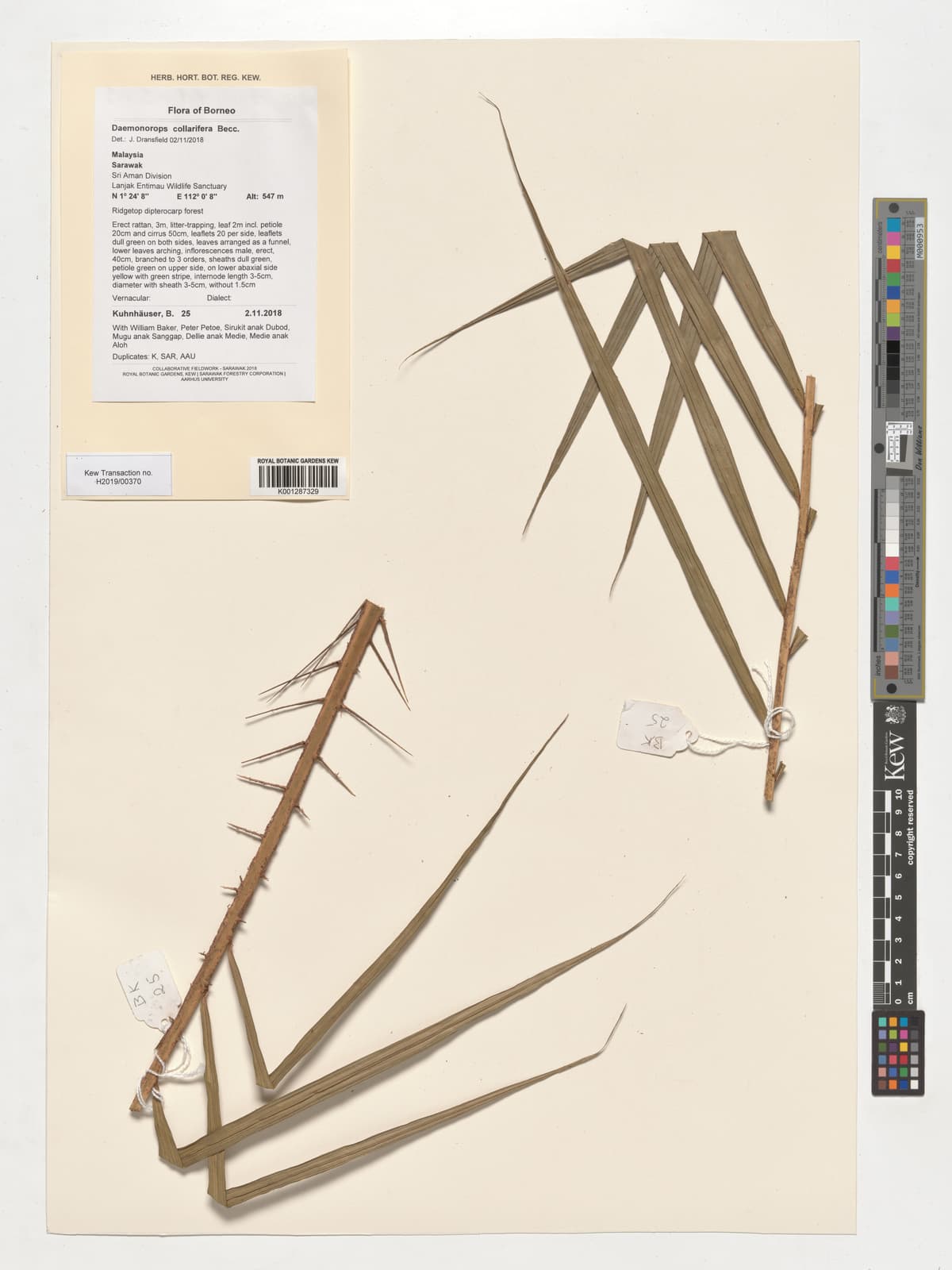 Botanical specimen of Daemonorops Geniculata.