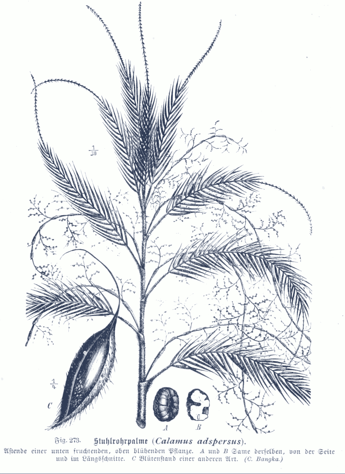 Botanical specimen of Daemonorops Grandis.