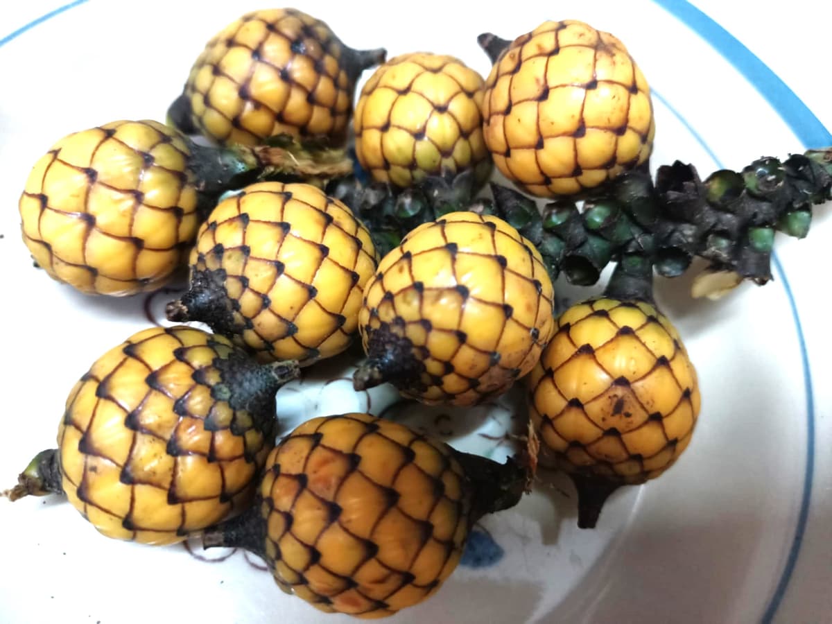 Botanical specimen of Daemonorops Grandis.