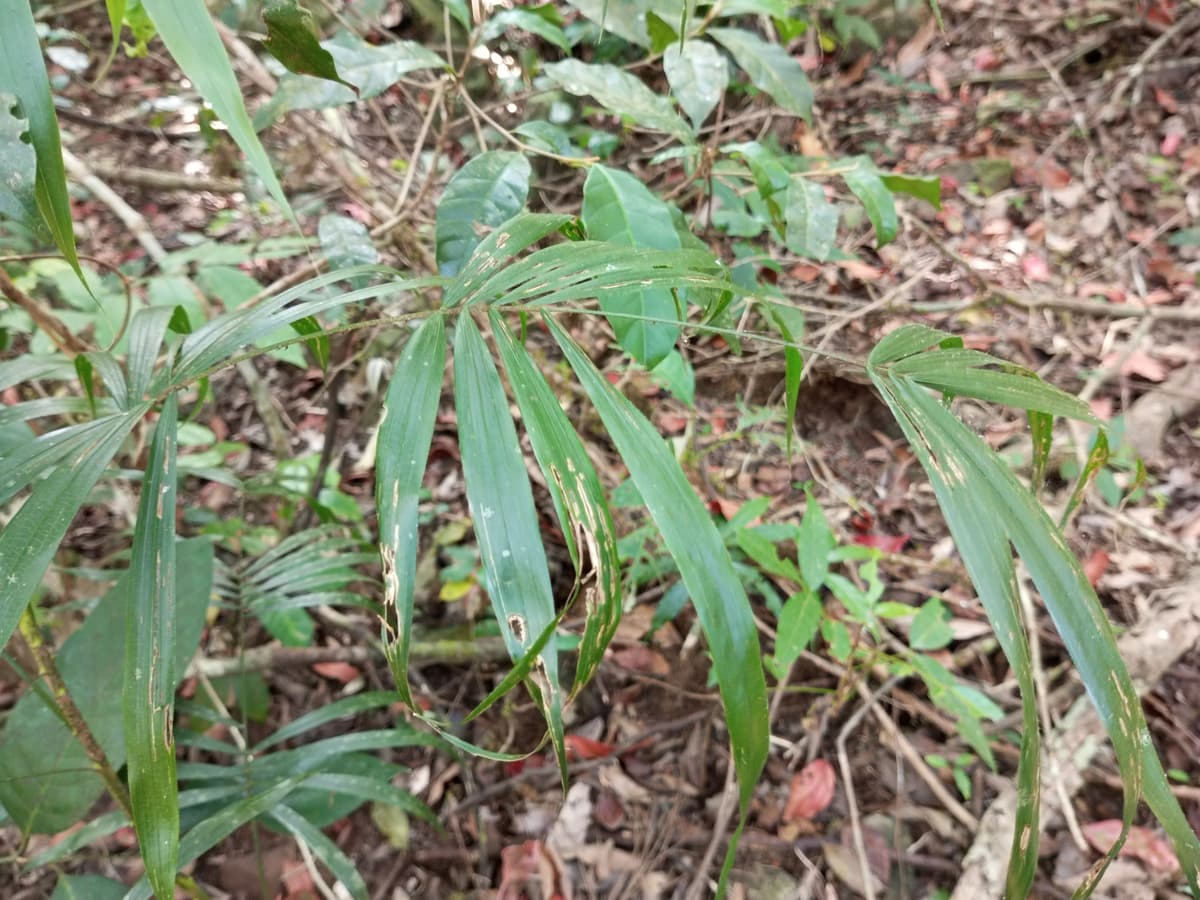 Botanical specimen of Daemonorops Grandis.