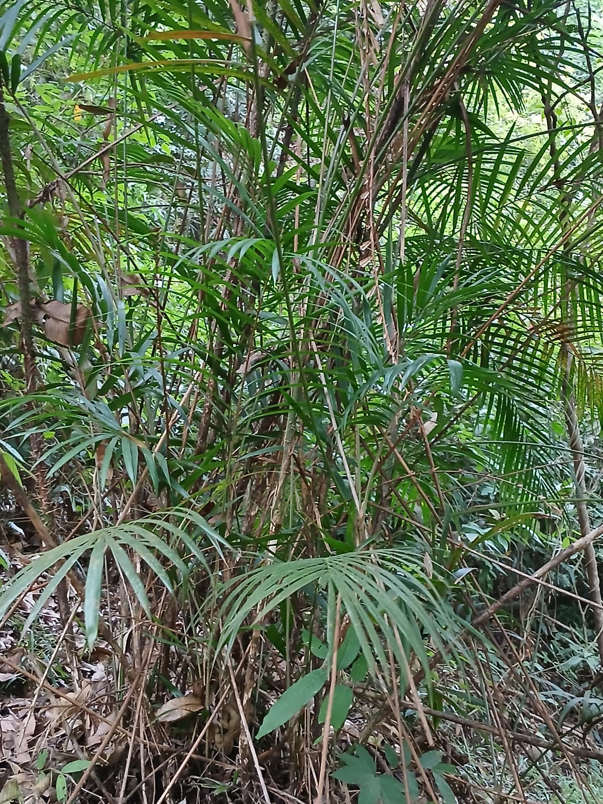 Botanical specimen of Daemonorops Grandis.