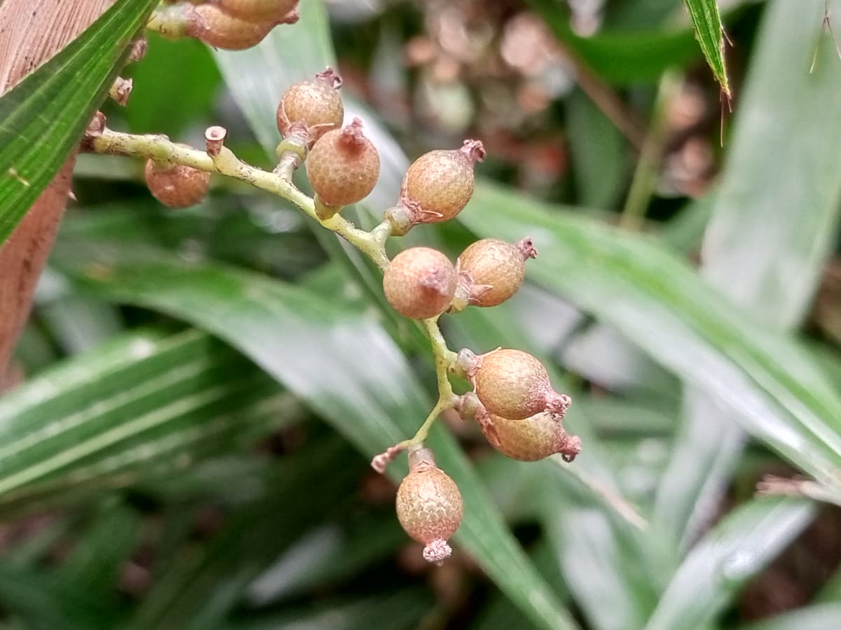 Botanical specimen of Daemonorops Grandis.