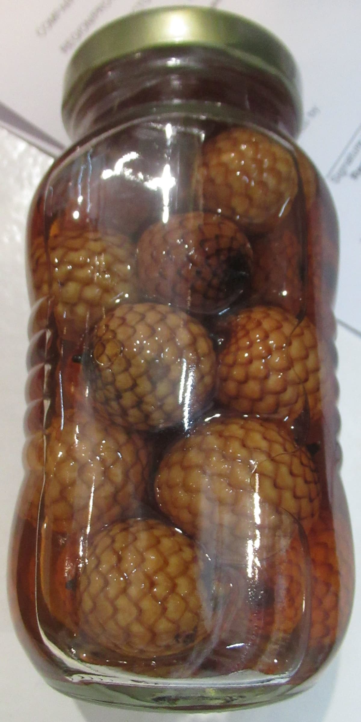 Botanical specimen of Daemonorops Grandis.