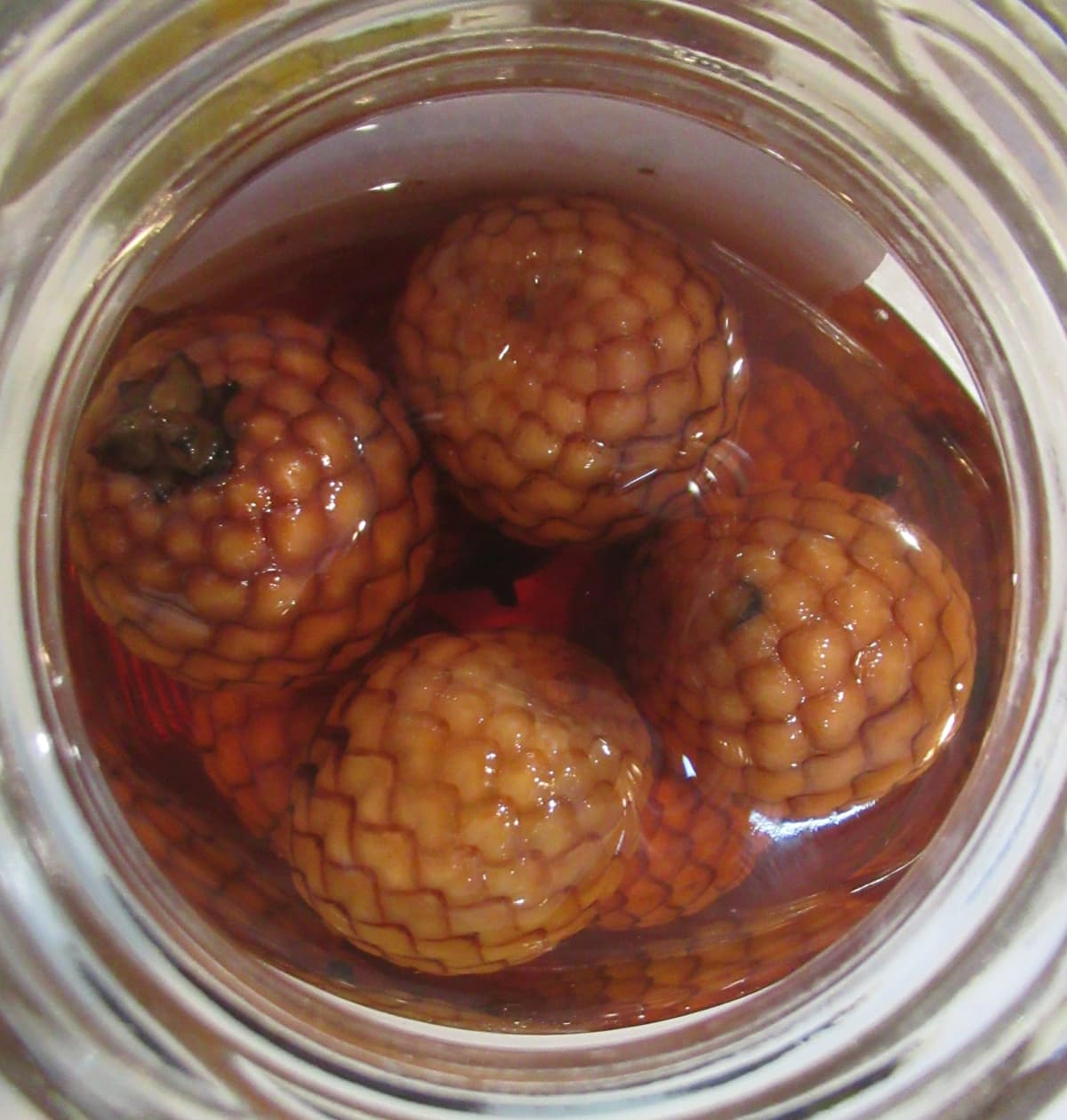 Botanical specimen of Daemonorops Grandis.