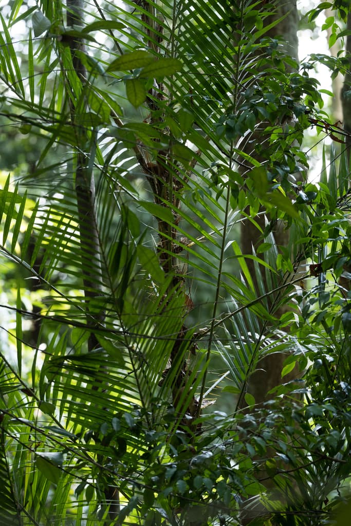 Botanical specimen of Daemonorops Hirsuta.