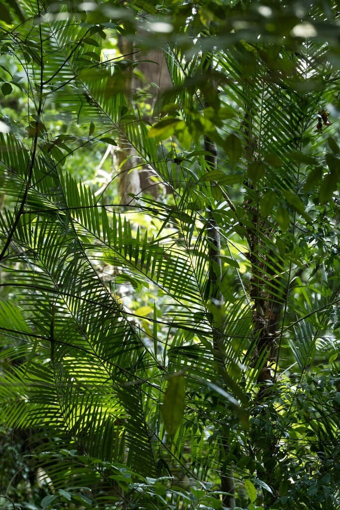 Botanical specimen of Daemonorops Hirsuta.