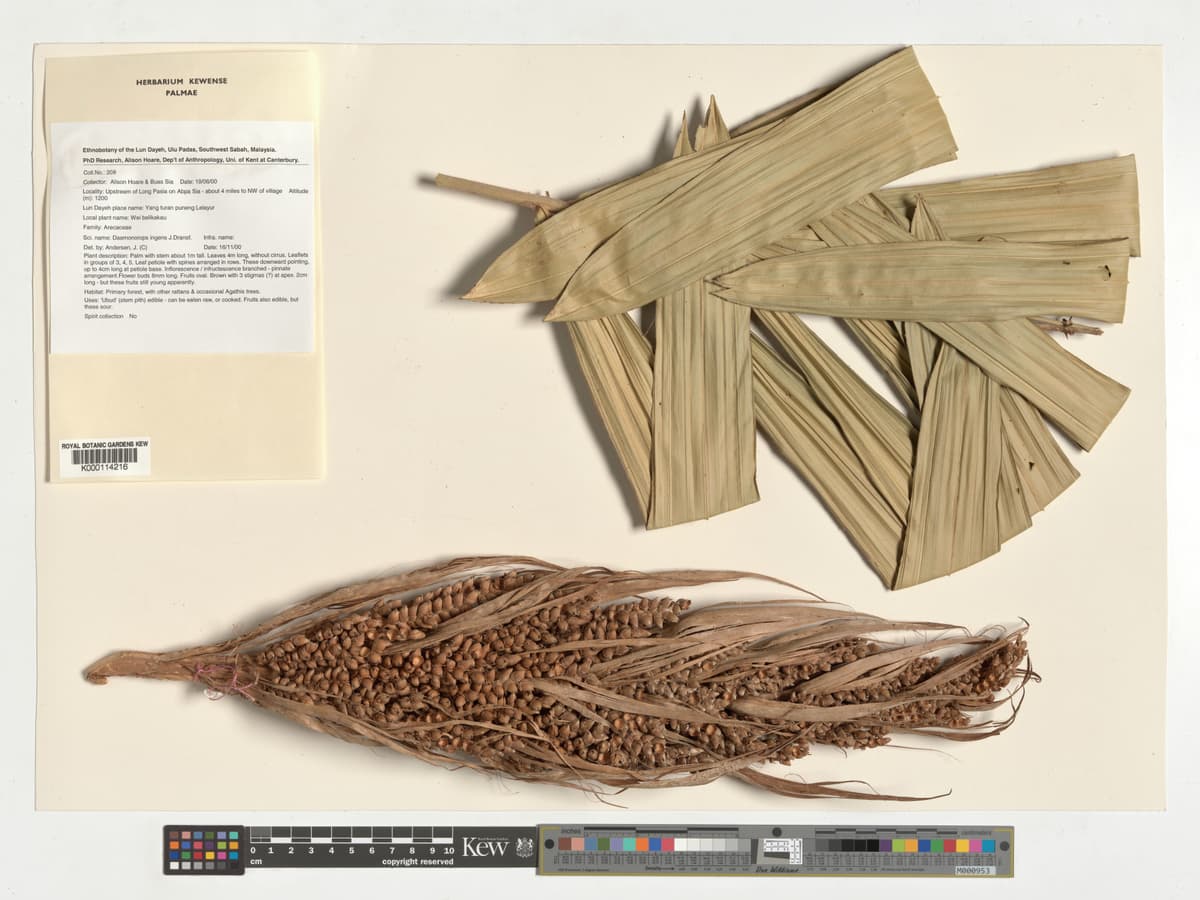 Botanical specimen of Daemonorops Ingens.