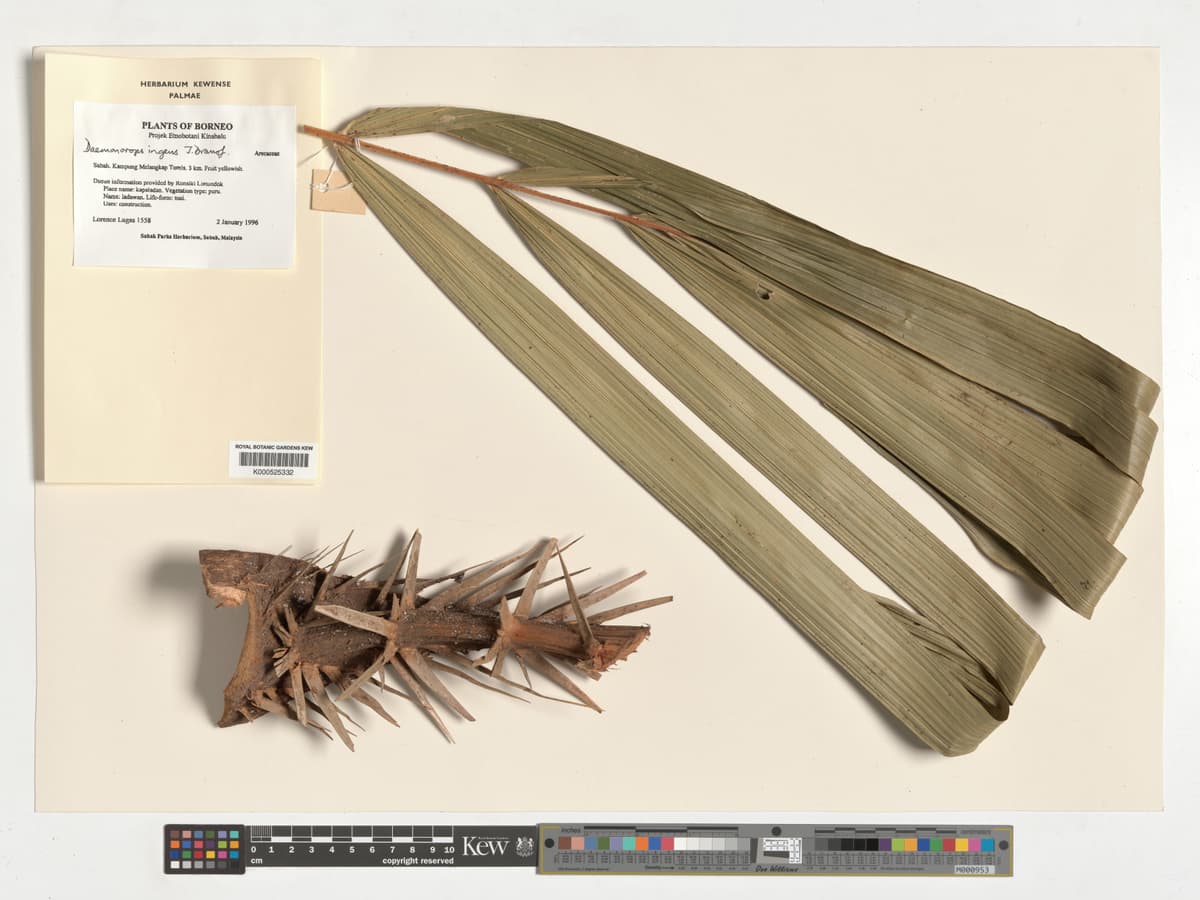 Botanical specimen of Daemonorops Ingens.