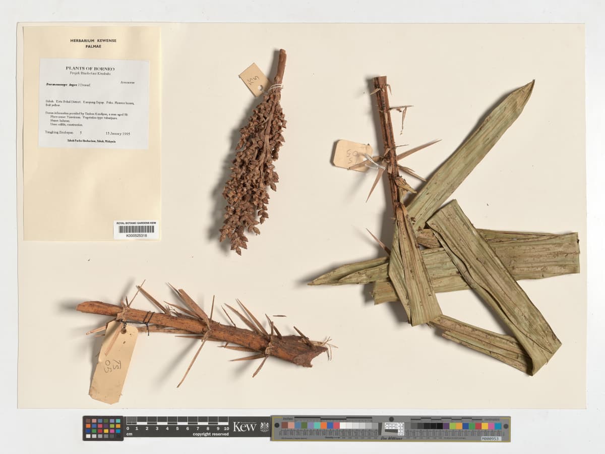Botanical specimen of Daemonorops Ingens.