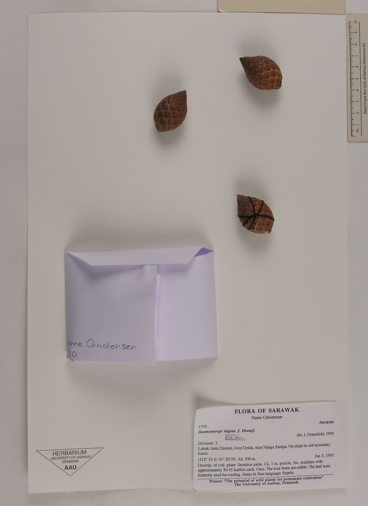 Botanical specimen of Daemonorops Ingens.