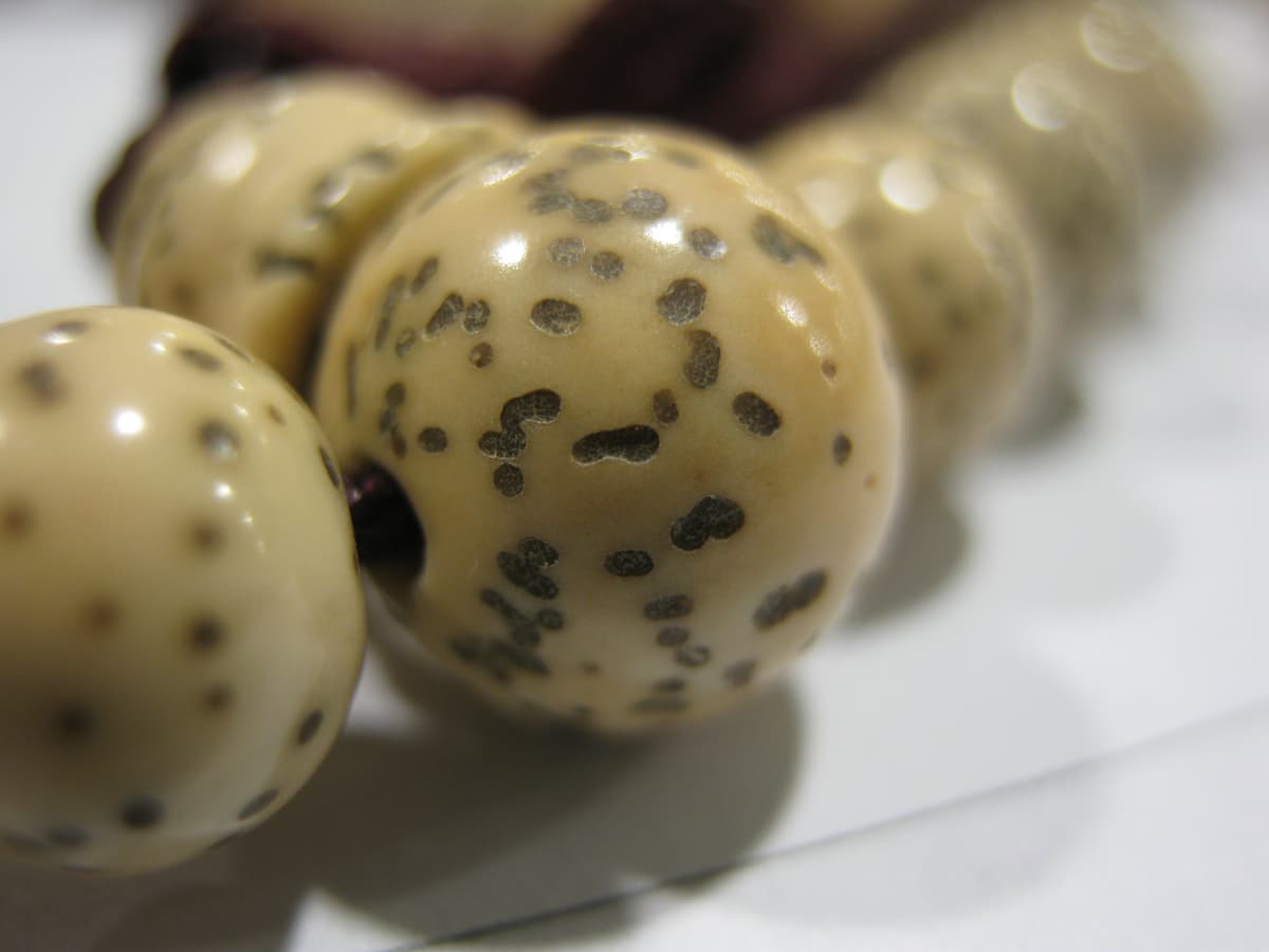 Botanical specimen of Daemonorops Jenkinsiana.