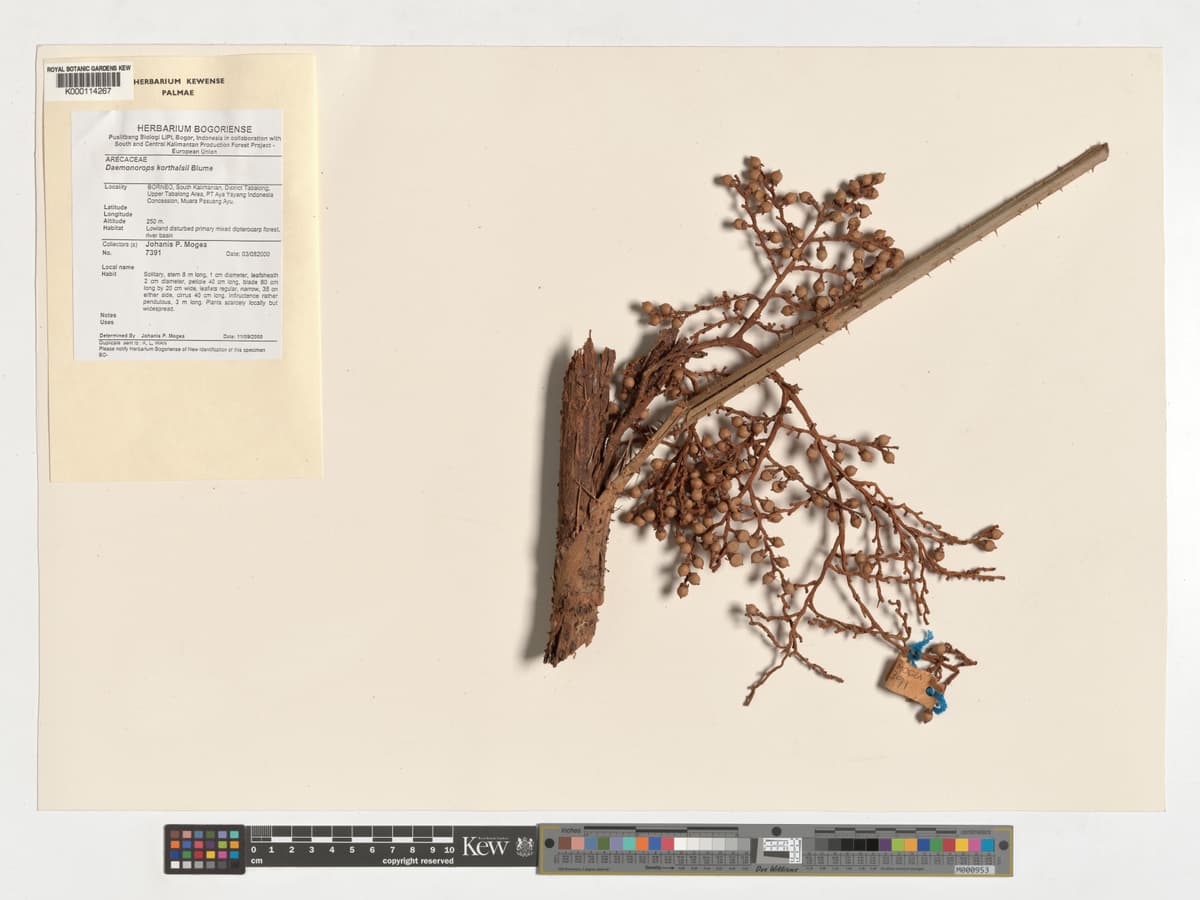 Botanical specimen of Daemonorops Korthalsii.