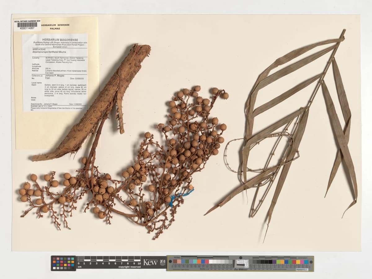 Botanical specimen of Daemonorops Korthalsii.
