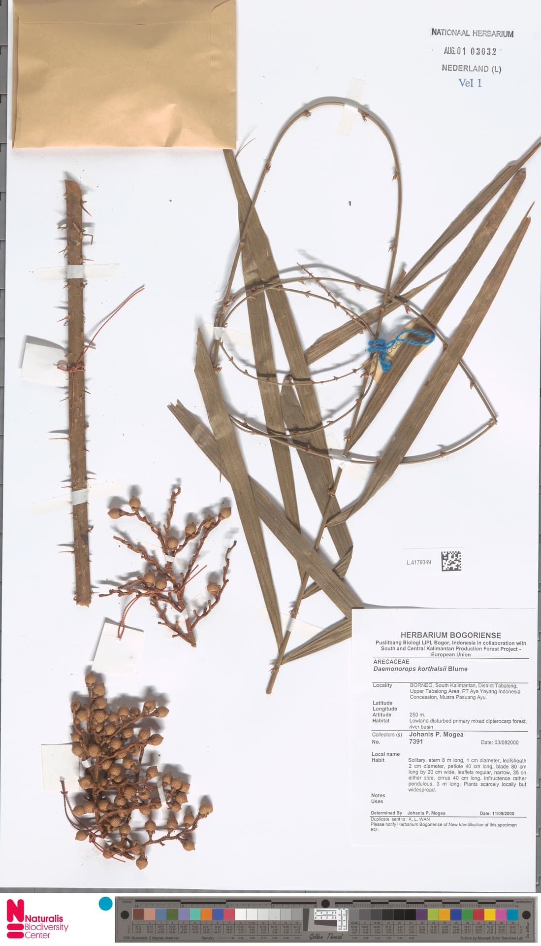 Botanical specimen of Daemonorops Korthalsii.