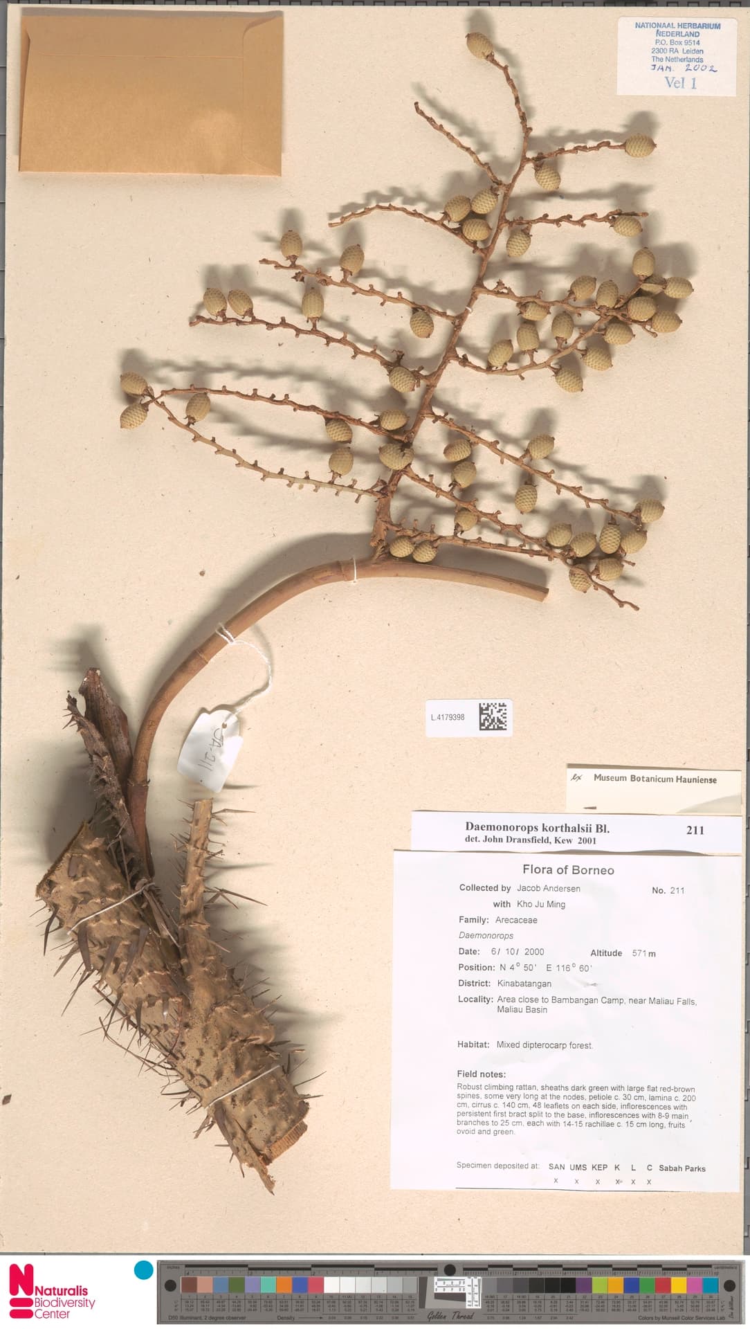 Botanical specimen of Daemonorops Korthalsii.