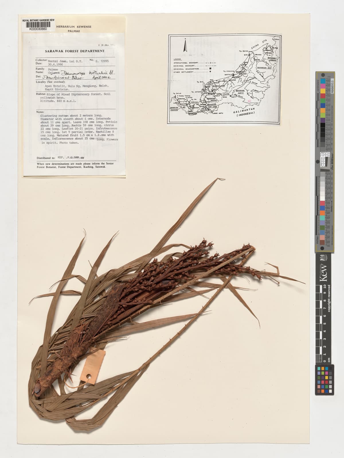 Botanical specimen of Daemonorops Korthalsii.