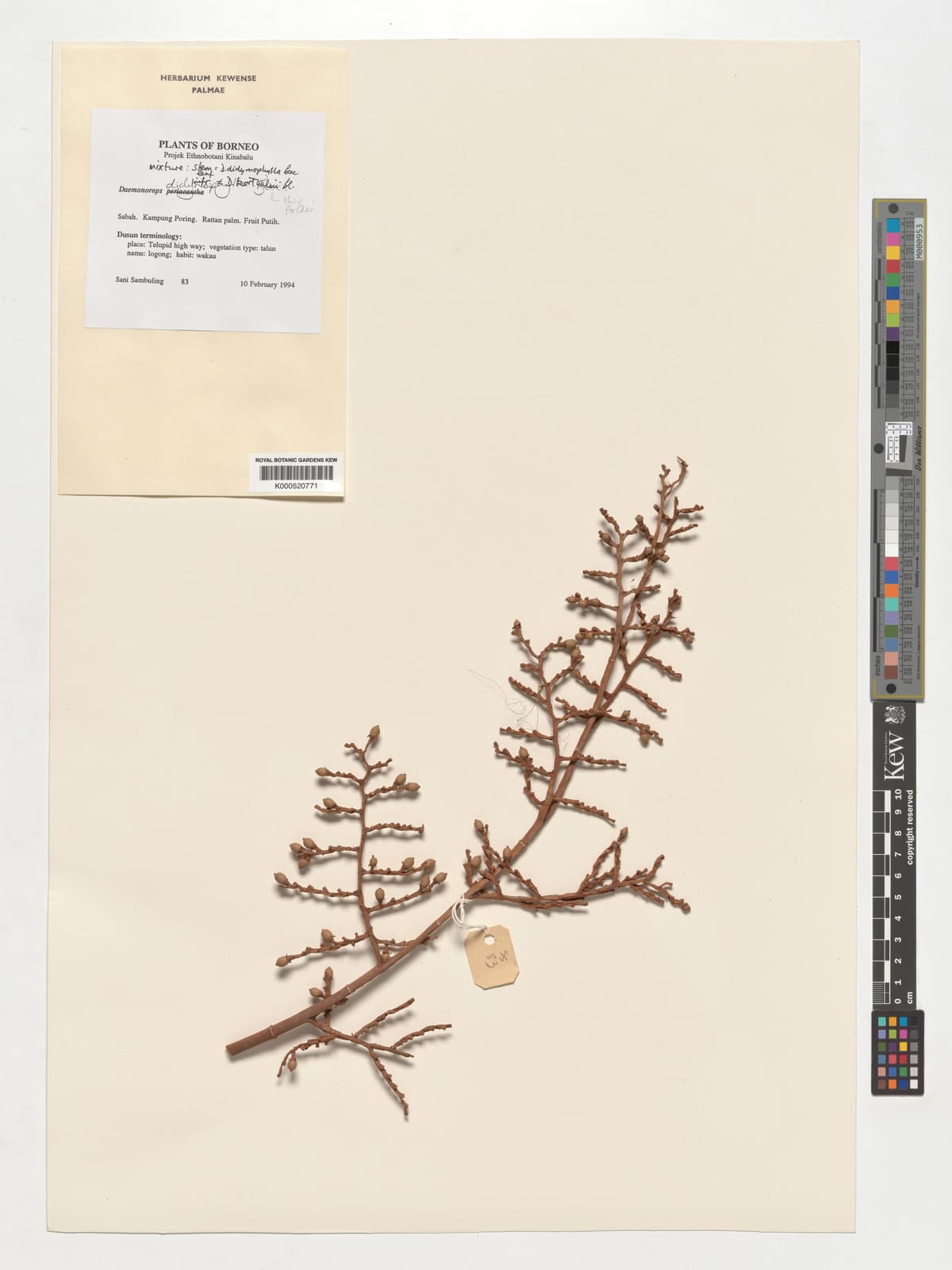 Botanical specimen of Daemonorops Korthalsii.