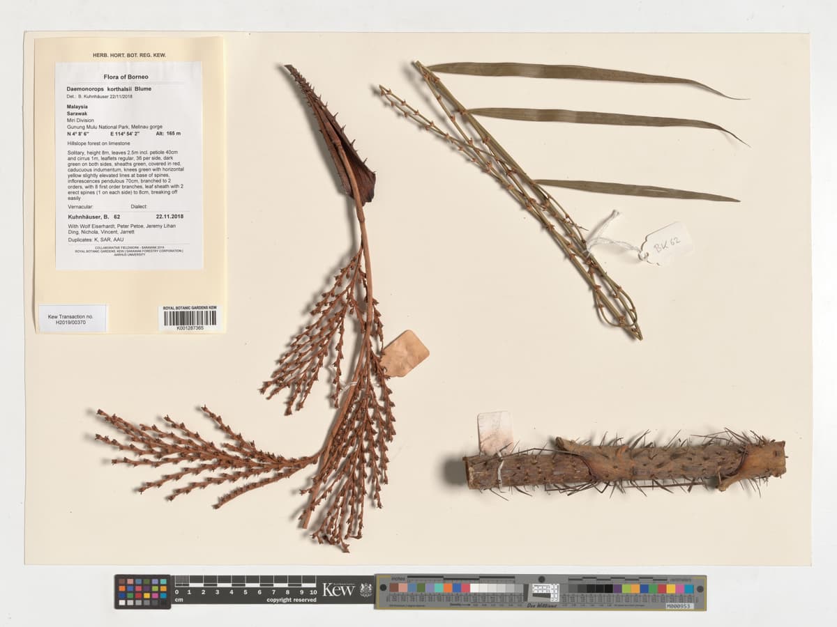 Botanical specimen of Daemonorops Korthalsii.