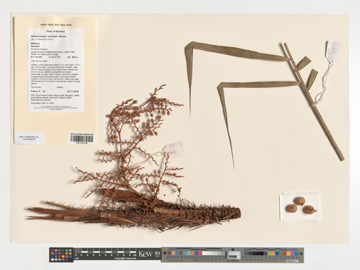 Botanical specimen of Daemonorops Korthalsii.